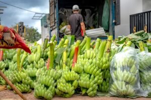 US Imports of Vietnamese Lychees Increase by 125%, Highlighting Expanding Trade Relations